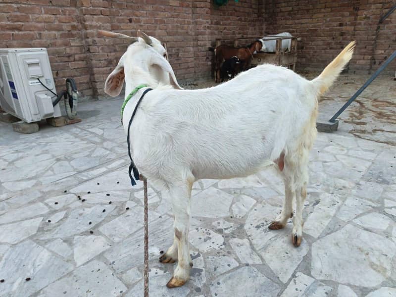 Goats 2