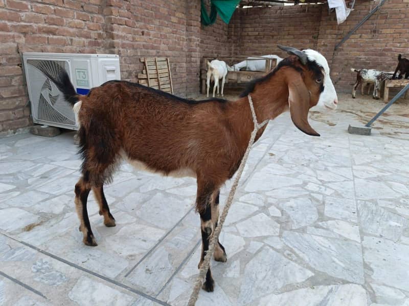 Goats 3