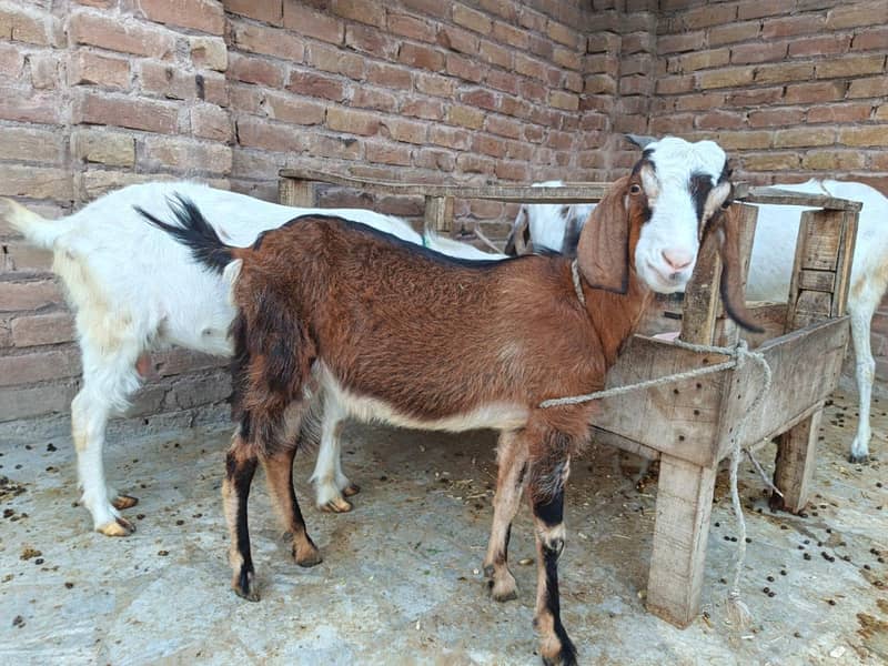 Goats 4