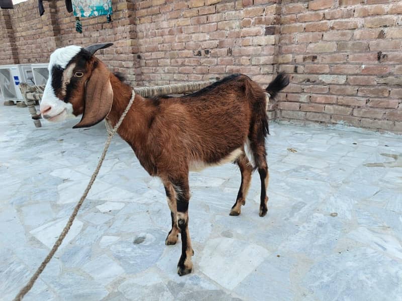 Goats 5
