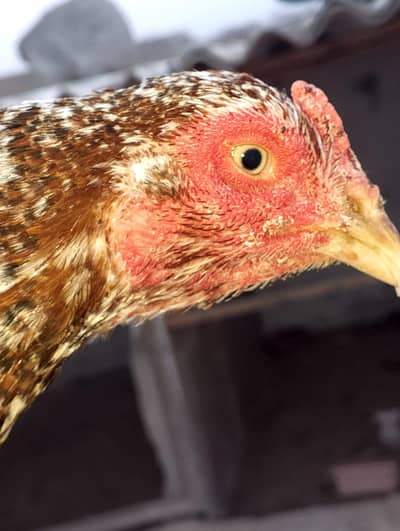 old blood hen with chicks