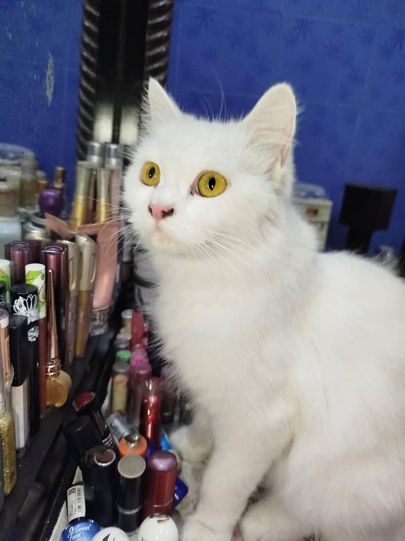cat name coco 1