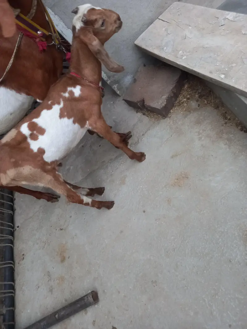 Bakra for sale 03251126163