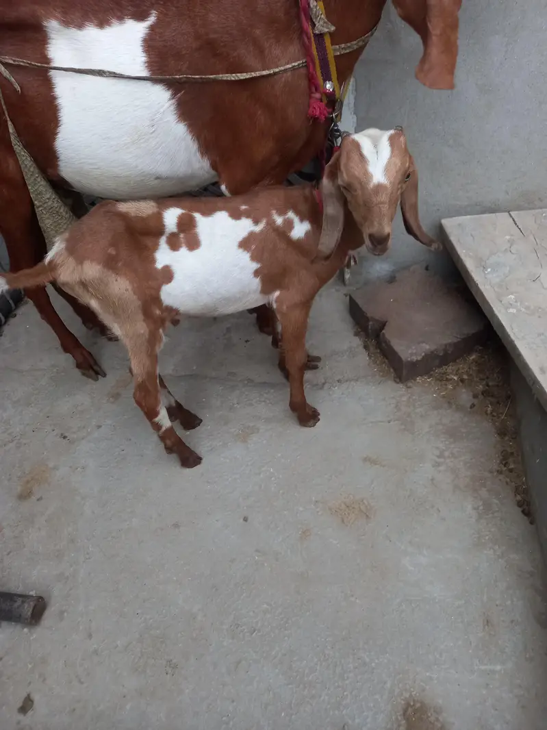 Bakra for sale 03251126163 — photo 2