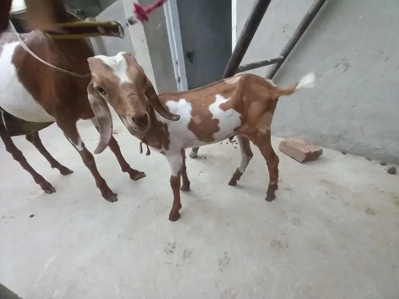 Bakra for sale 03251126163 — photo 3