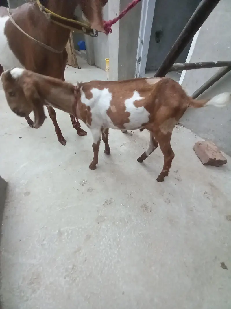 Bakra for sale 03251126163 — photo 4