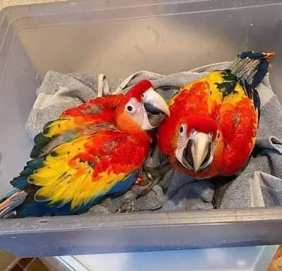 Red Macaw parrot checks My WhatsApp Number 03296428873 for sale