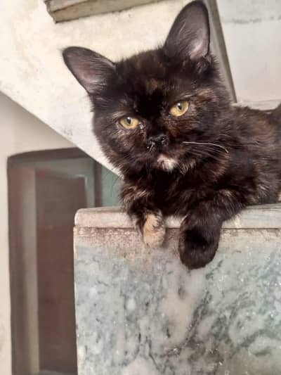 home breed cats available for sale