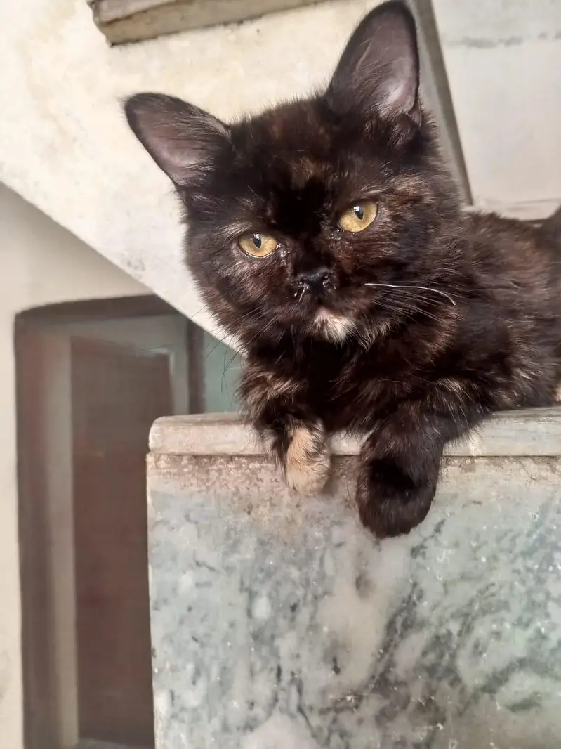 home breed cats available for sale