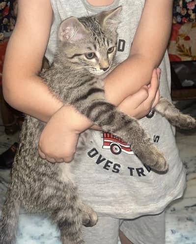2 Percian cats White and black