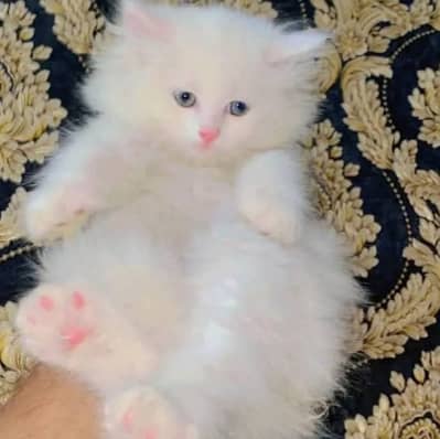 Persian kitten/pure Persian cat for sale/white Persian kitten