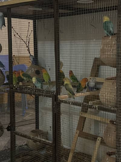 Lovebird pair of different colour