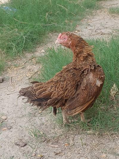 اصل میانوالی اسیل مرغی فروخت کے لیے | Mianwali Aseel Hen