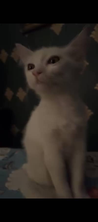 cat for sale