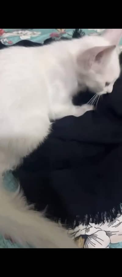 cat pursian