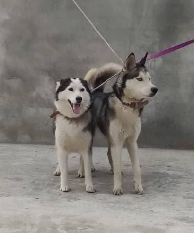 Well-Trained, Loyal, Friendly & Beautiful Siberian Husky Pair