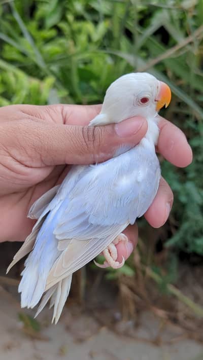 top Quality bird's