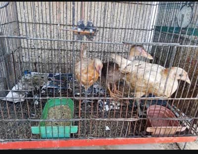 1.5by2 cage 2 hens
