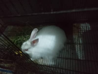 Angora female for sale Urgent