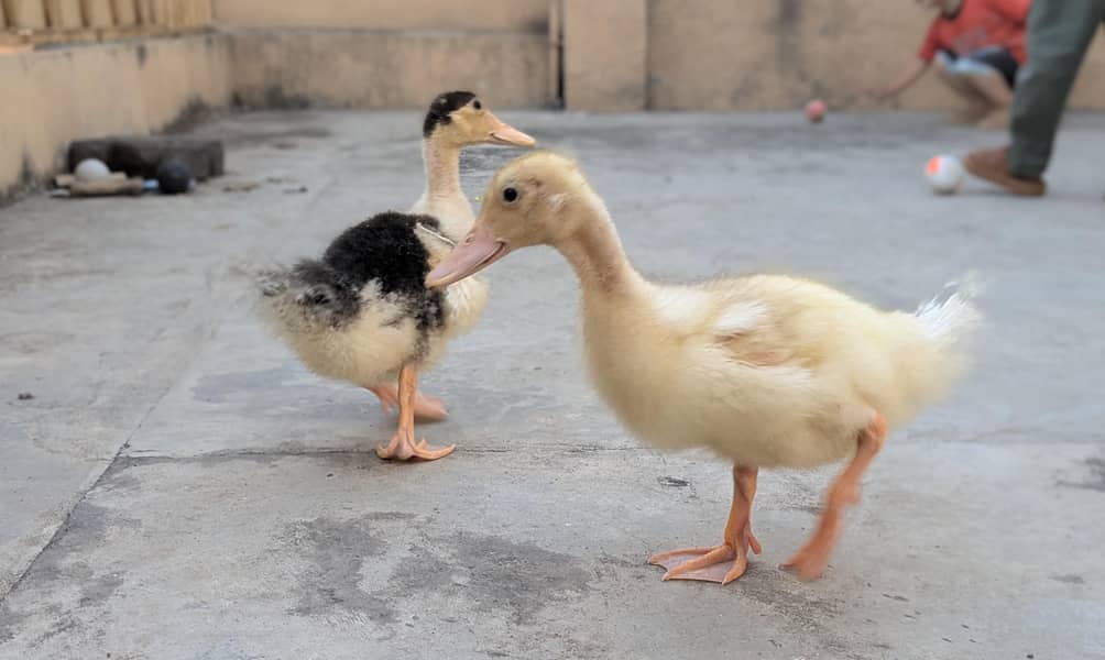 2 Ducks 0