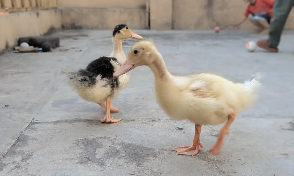 2 Ducks