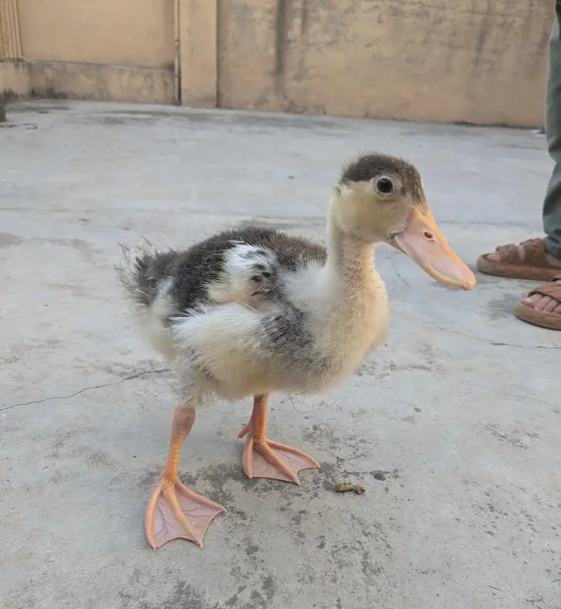 2 Ducks — photo 2