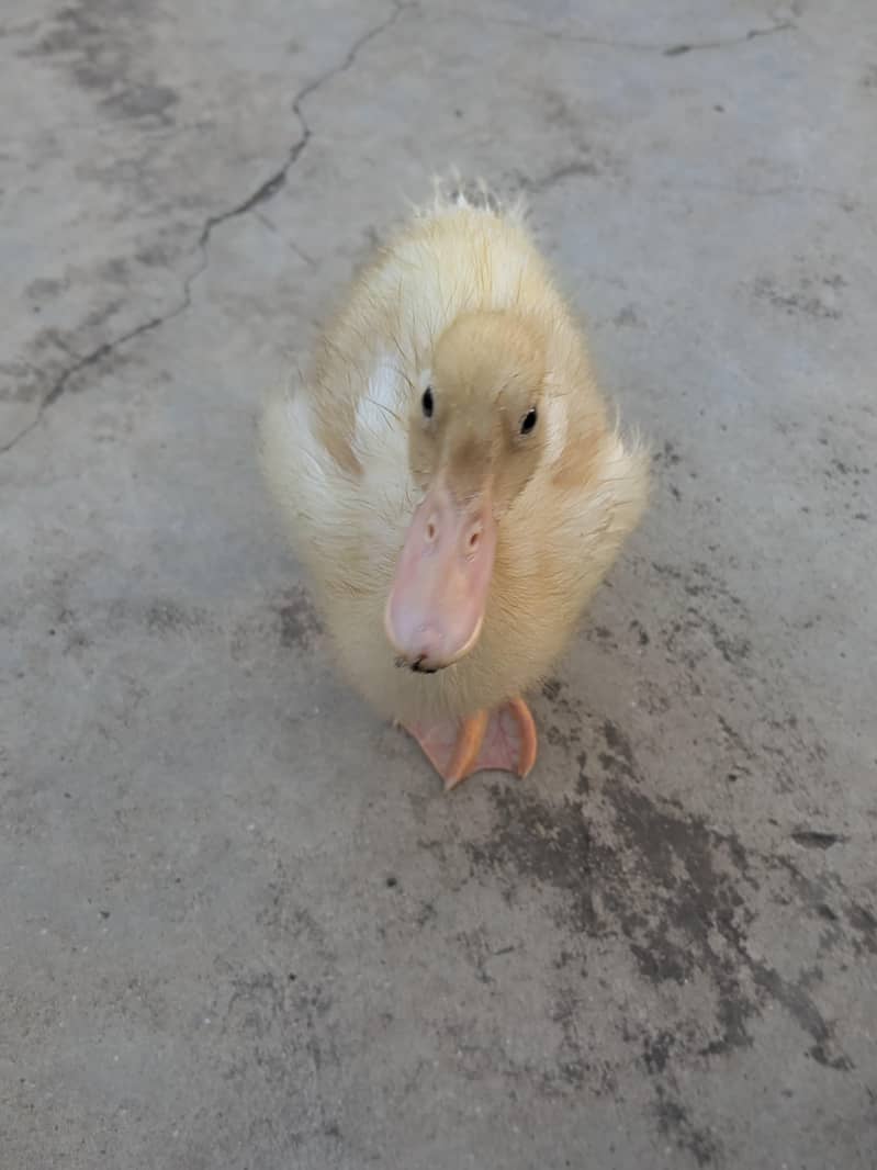 2 Ducks 2