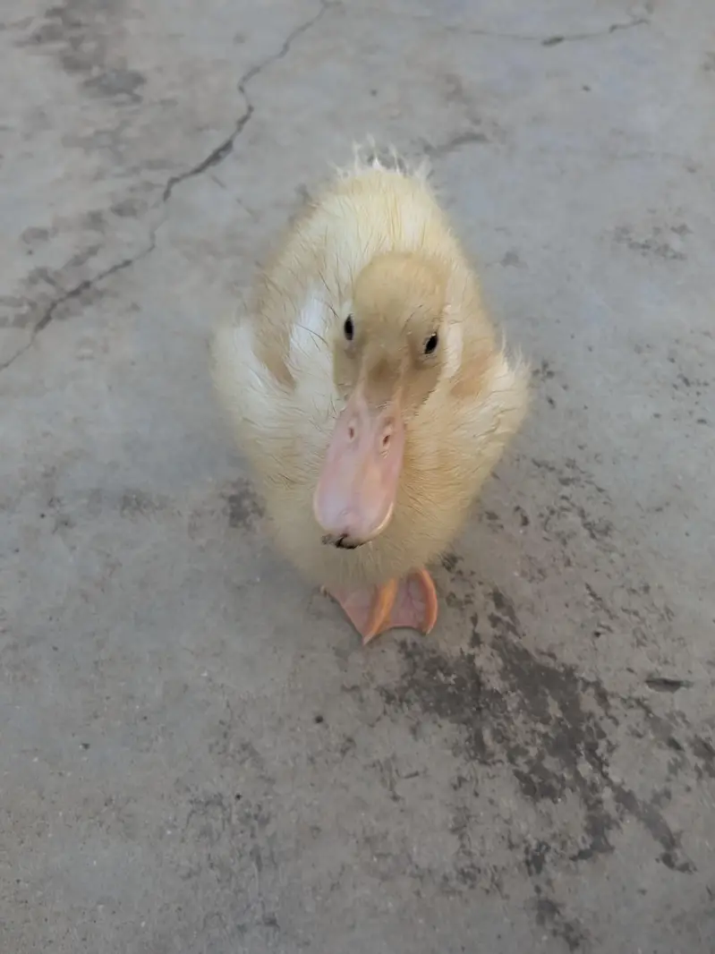 2 Ducks — photo 3