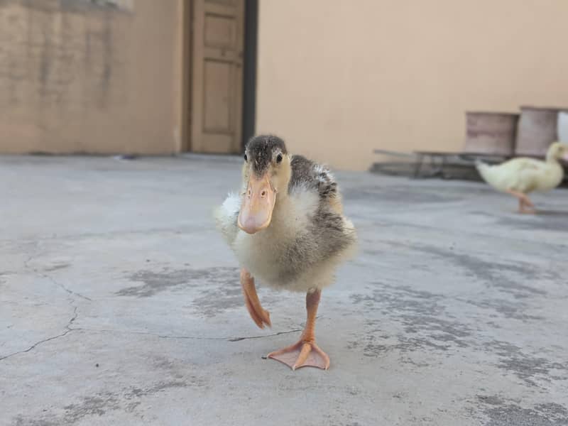 2 Ducks 3