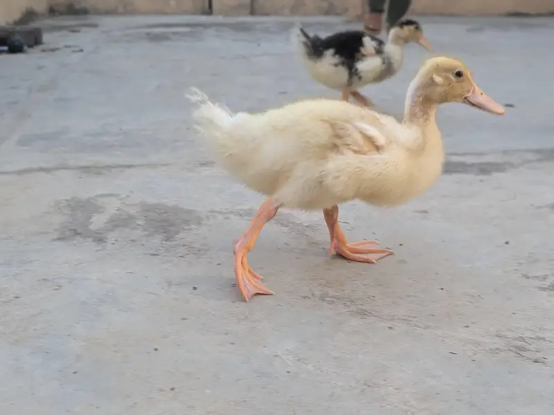 2 Ducks — photo 5