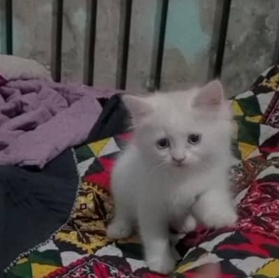 PERSIAN FLUFFY KITTEN  . 0315/3352768