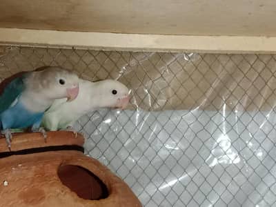 one pair on breed albino red eye female red eye male yellow crimino
