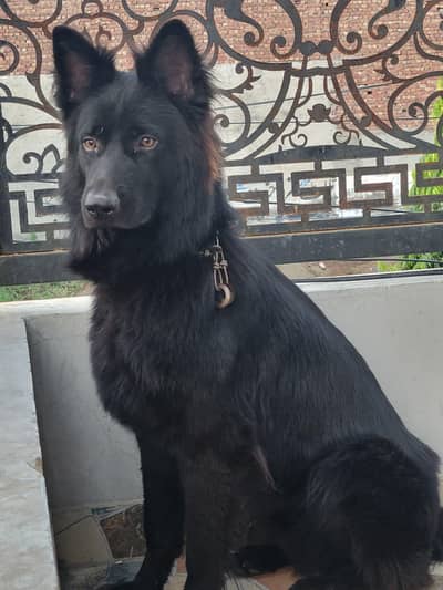 Black German shepherd