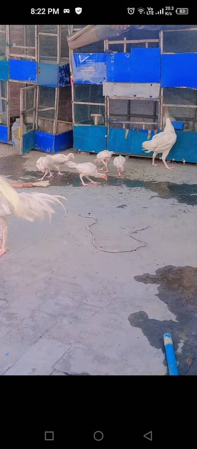 heera chicks