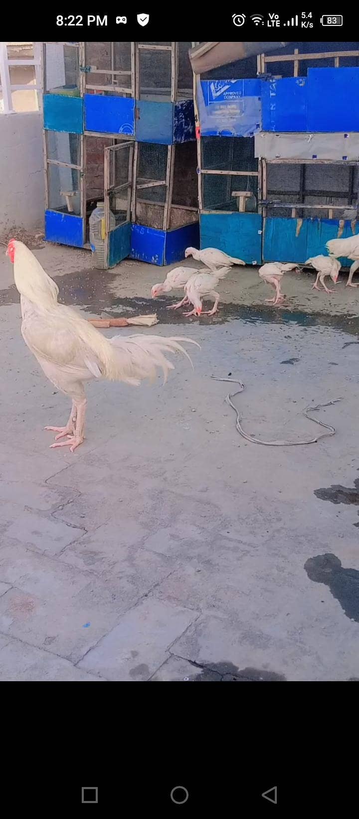 heera chicks 1