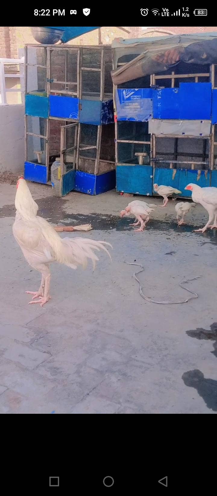 heera chicks 2