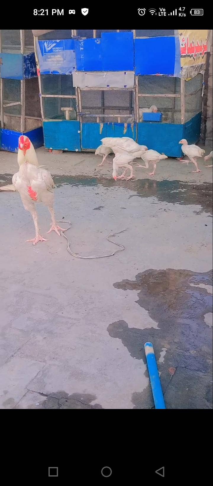 heera chicks 3