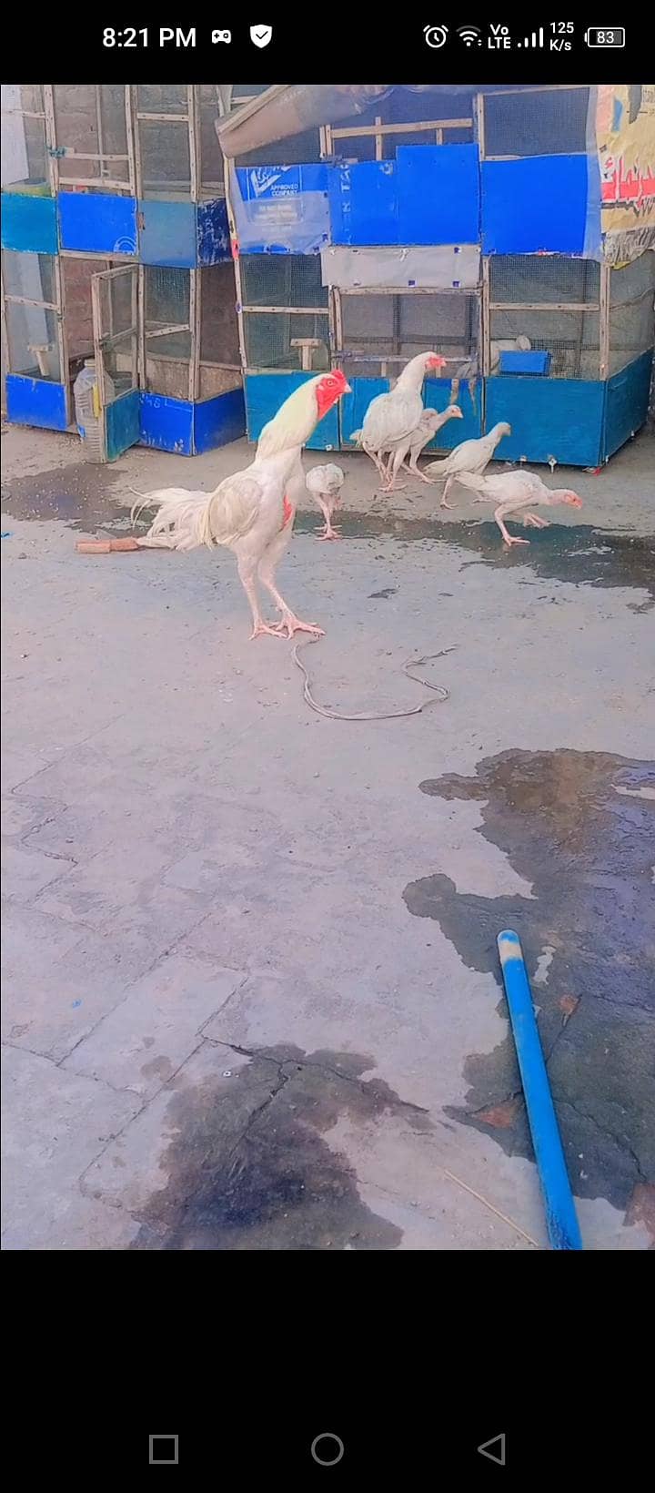 heera chicks 4