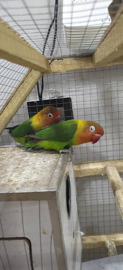 Love Bird Breeder pair