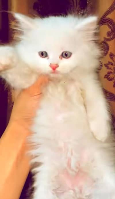 pure Persian cats vaccinated triple coated/WhatsApp 03254583038