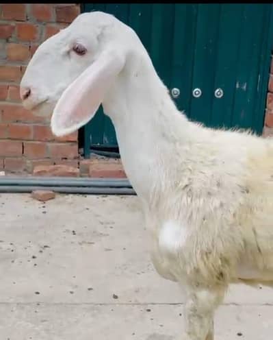 High Quality White Dumba For Sale 03133321201