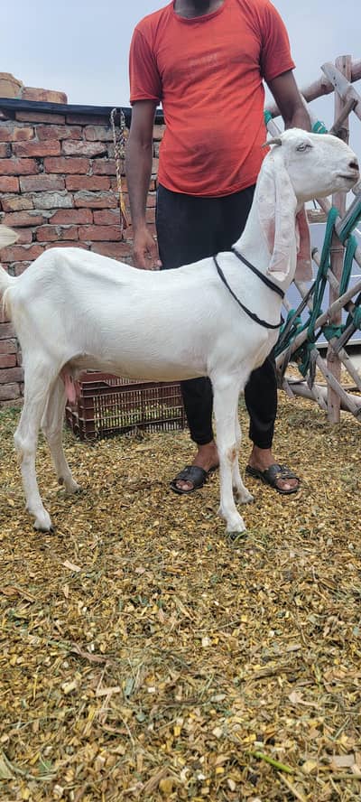 2 goat desi or drgi for sell arjant