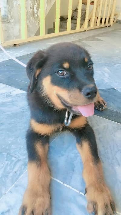 Rottweiler