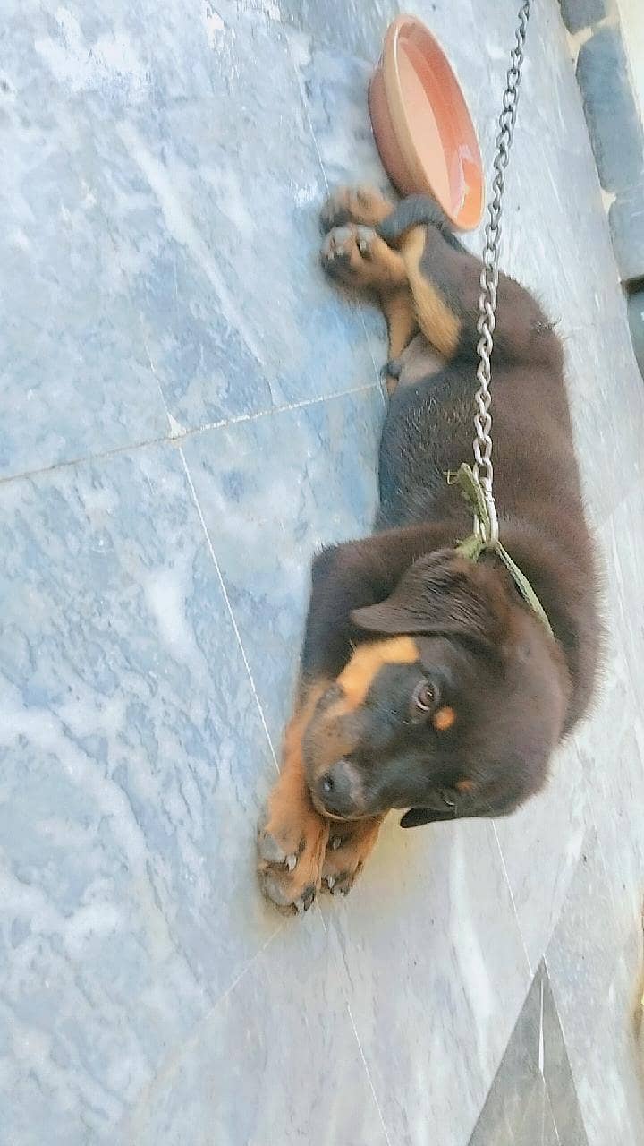 Rottweiler 1