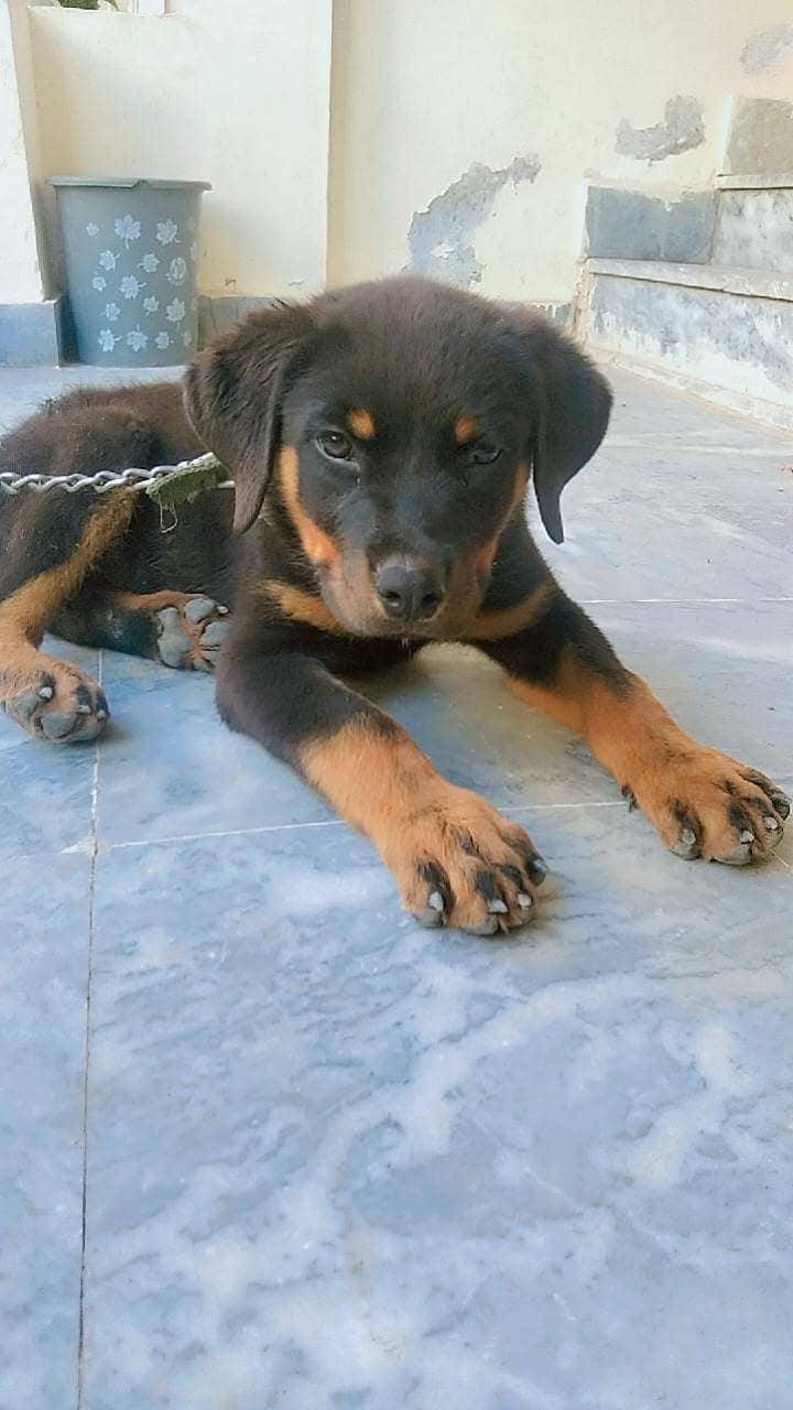 Rottweiler 2