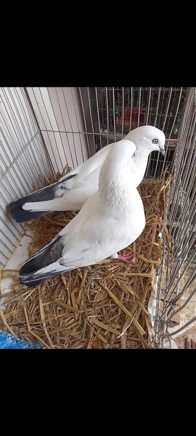 KALDUMA GUARANTED BREEDER PAIR