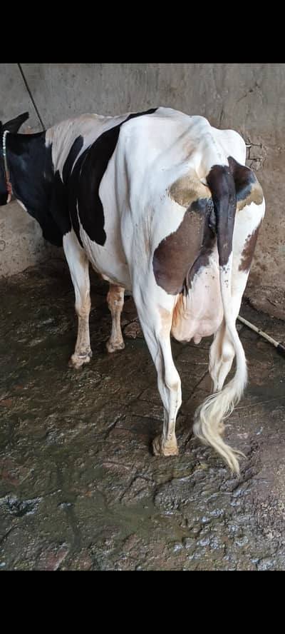 Friesian cross cow