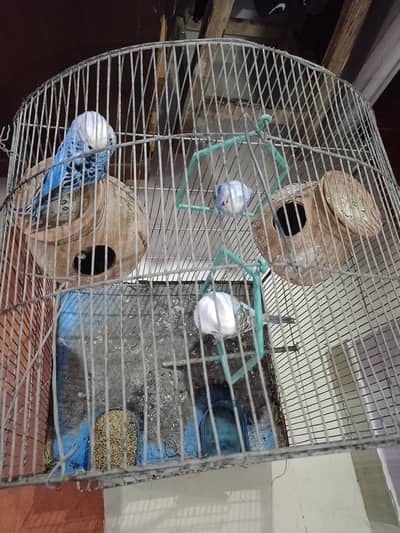 3 Australian parrot with cage for sale
