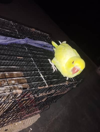for sale hand tame k lye best hai