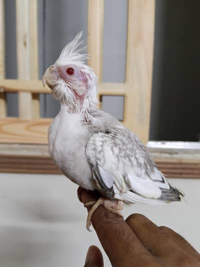 HAND TAME COCKTAIL CHICKS AVAILABLE